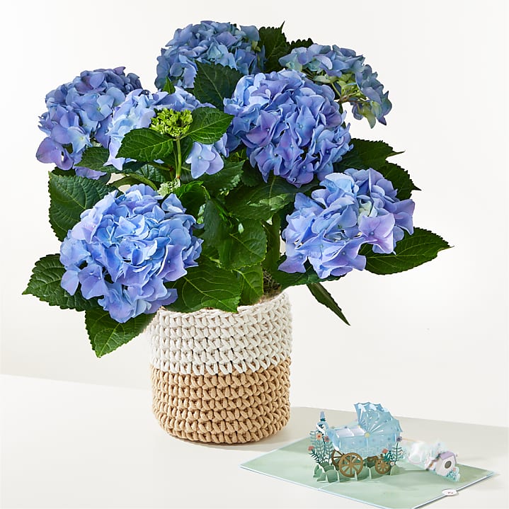 product image for Blue Hydrangea Plant & Welcome Baby Lovepop® Pop-Up Card