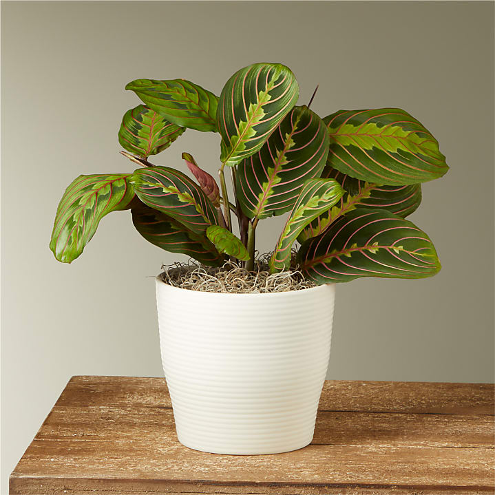 product image for Red Prayer Plant
