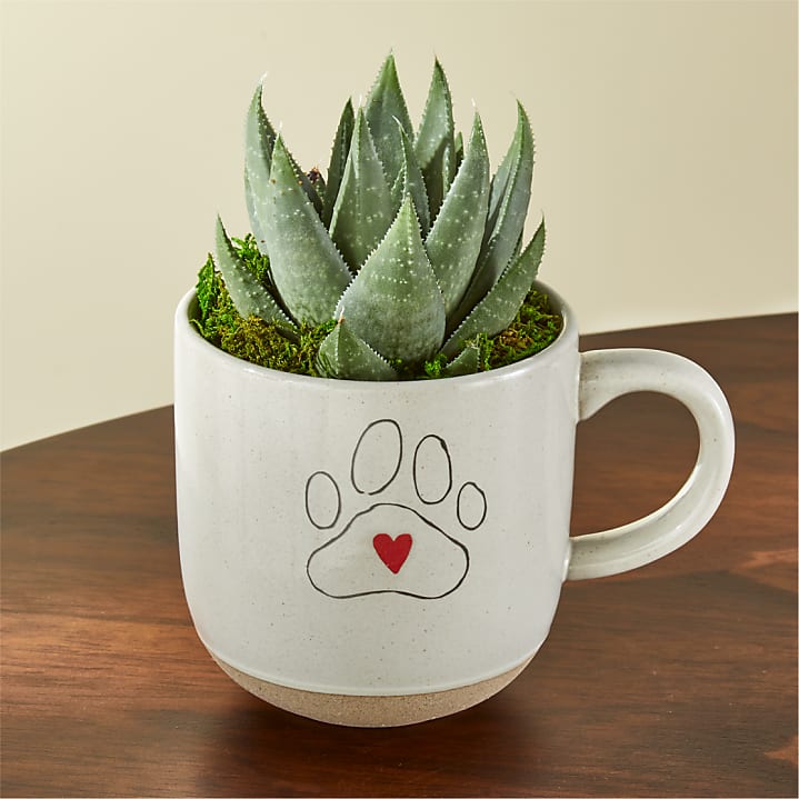 product image for Haworthia Succulent in Pawprint Love Mug