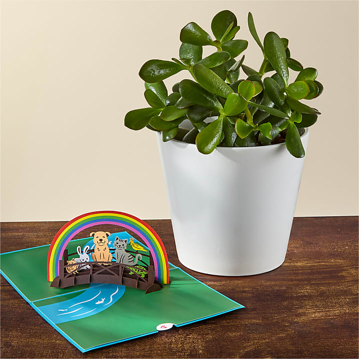 product image for Jade Succulent & Rainbow Bridge Lovepop® Pop-Up Card