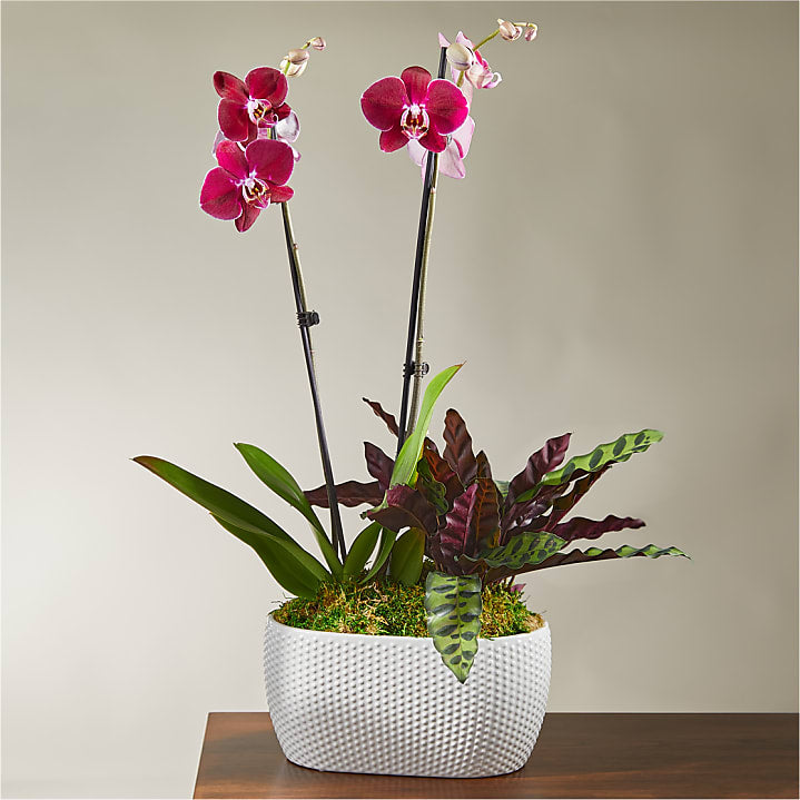product image for Purple Orchid & Rattlesnake Calathea Garden