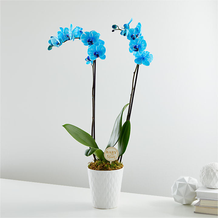 product image for Baby in Bloom Blue Orchid