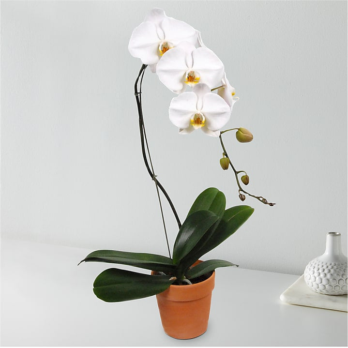 product image for White Cascading Orchid