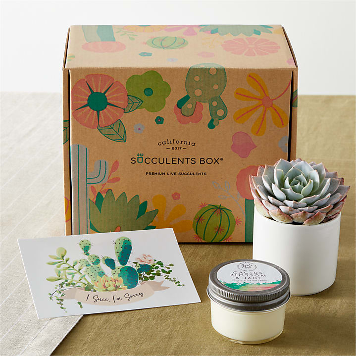 product image for I'm Sorry Succulent Gift Box